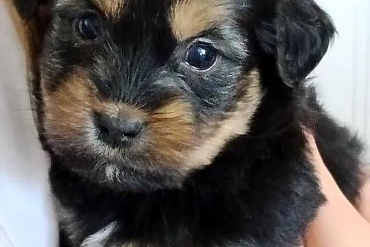 Suczka od matki shih tzu