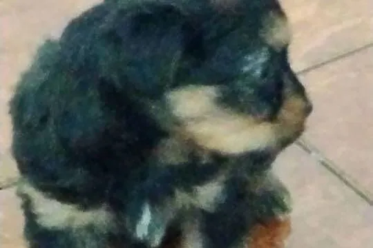 Suczka od matki shih tzu, Małopolskie, Ciężkowice