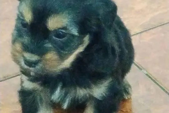 Suczka od matki shih tzu, Małopolskie, Ciężkowice