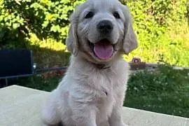Golden Retriever szczeniaki