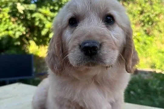 Golden Retriever szczeniaki, Podkarpackie, Dębica