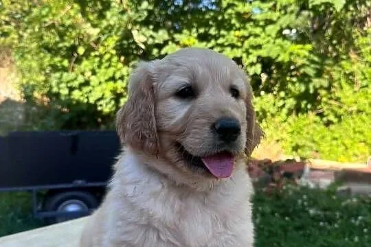 Golden Retriever szczeniaki, Podkarpackie, Dębica