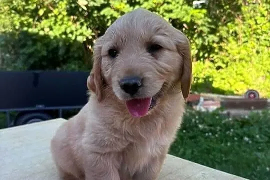 Golden Retriever szczeniaki, Podkarpackie, Dębica