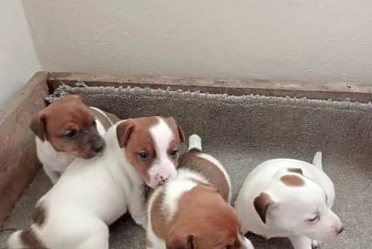 Jack russell terrier, Łódzkie, Grabów