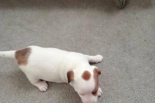 Jack russell terrier, Łódzkie, Grabów