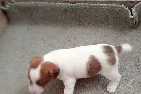 Jack russell terrier, Łódzkie, Grabów