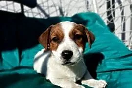 Wzorcowe Jack Russell gładkie piękny exterrier ojciec FCI