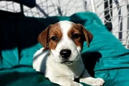 Wzorcowe Jack Russell gładkie piękny exterrier ojciec FCI