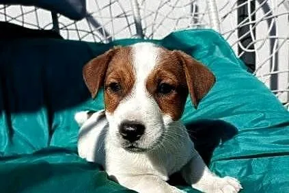 Wzorcowe Jack Russell gładkie piękny exterrier ojciec FCI, Opolskie, Krapkowice