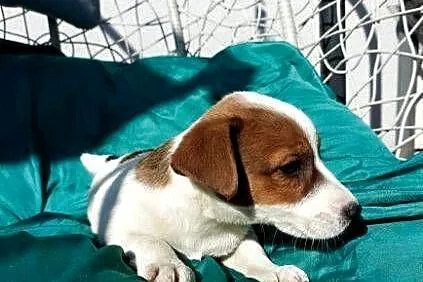 Wzorcowe Jack Russell gładkie piękny exterrier ojciec FCI, Opolskie, Krapkowice