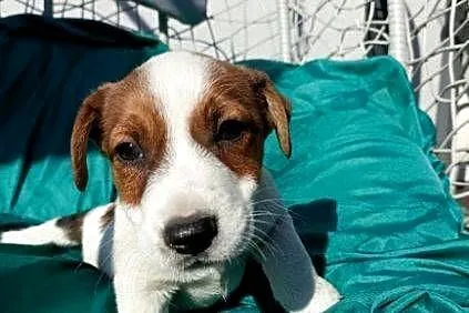 Wzorcowe Jack Russell gładkie piękny exterrier ojciec FCI, Opolskie, Krapkowice