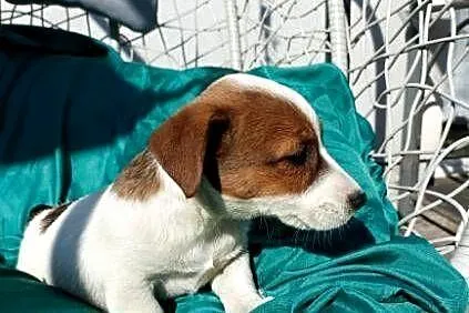 Wzorcowe Jack Russell gładkie piękny exterrier ojciec FCI, Opolskie, Krapkowice