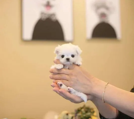 śliczne miniaturowe maltańczyki do adopcji****************, Śląskie, Katowice