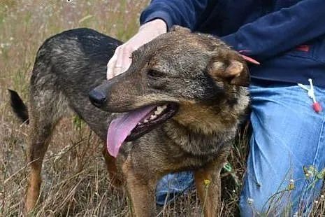 Pokochaj mnie tak jak kocham człowieka... Brinzi c