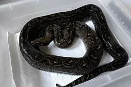 Boa constrictor | Leopard Anery Type 2 | samiec