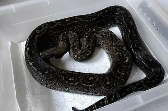Boa constrictor | Leopard Anery Type 2 | samiec, Mazowieckie, Siedlce