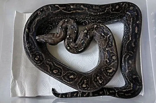 Boa constrictor | Leopard Anery Type 2 | samiec, Mazowieckie, Siedlce