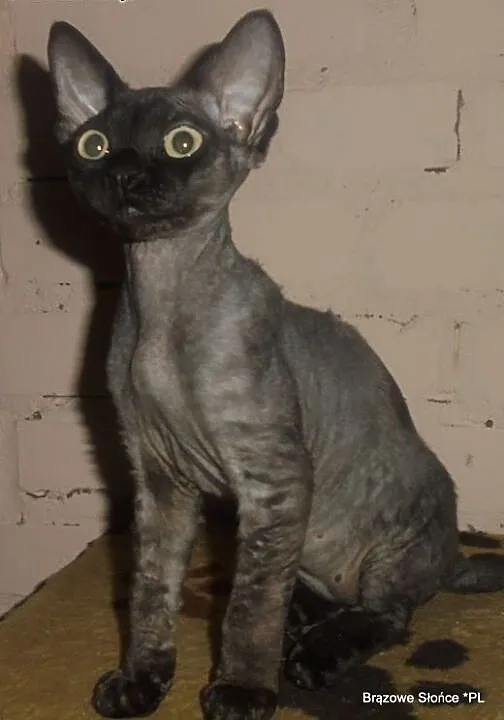 Devon rex śliczny czarny kocurek , wielkopolskie