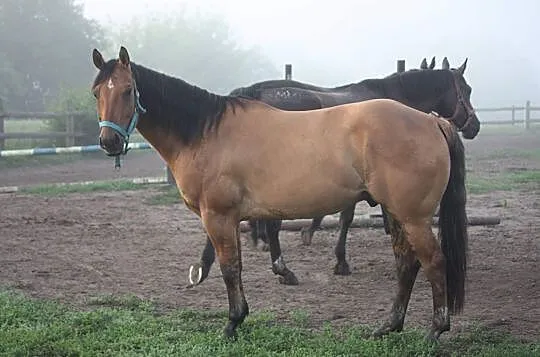 5 letni Quarter Horse, Hrubieszów