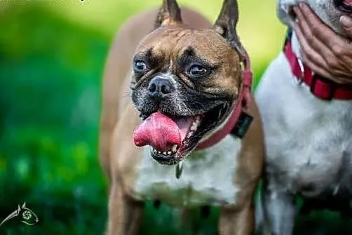 Piękność w typie buldoga - MARCHEWKA,  śląskie Gli