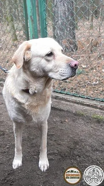 Gabi - cudowna labradorka szuka domu