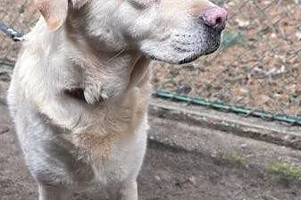 Gabi - cudowna labradorka szuka domu