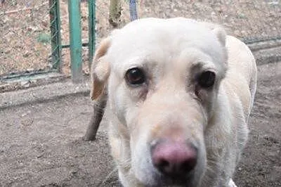 Gabi - cudowna labradorka szuka domu