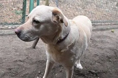 Gabi - cudowna labradorka szuka domu