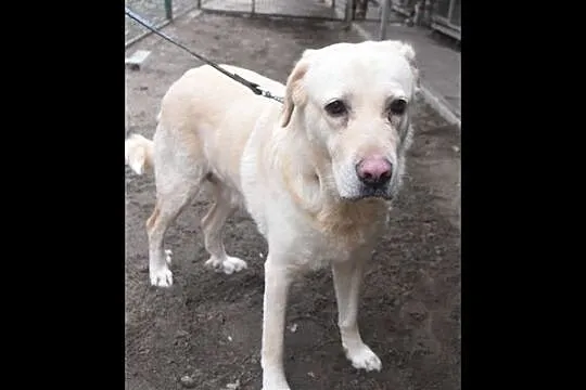 Gabi - cudowna labradorka szuka domu