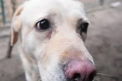 Gabi - cudowna labradorka szuka domu