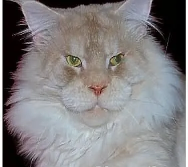 Śliczne Maluszki Maine Coon