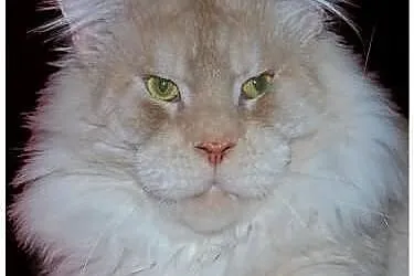 Śliczne Maluszki Maine Coon
