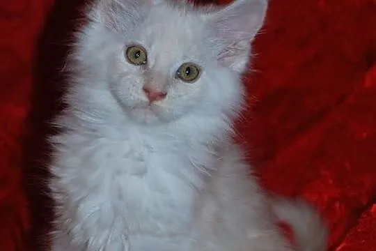 Śliczne Maluszki Maine Coon