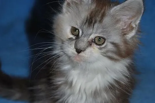 Śliczne Maluszki Maine Coon