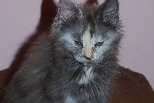 Śliczne Maluszki Maine Coon
