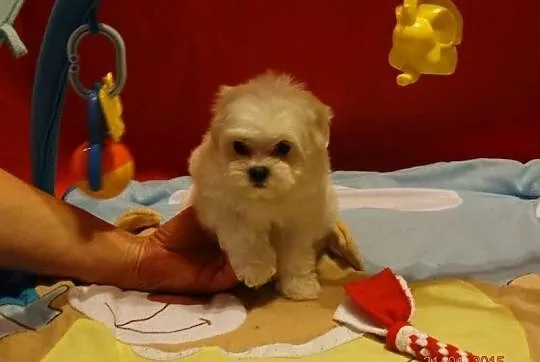Maltańczyk mini