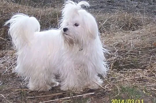 Maltańczyk mini