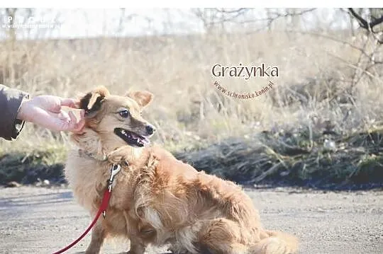 Grażynka szuka nowego domu
