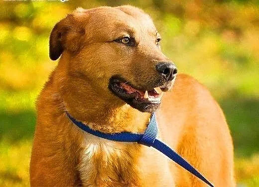 MISIO - piękny, 3 letni duży psiak do adopcji, ma