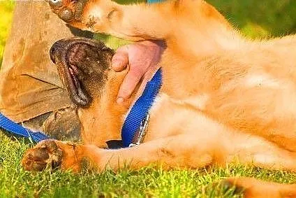 MISIO - piękny, 3 letni duży psiak do adopcji,  ma