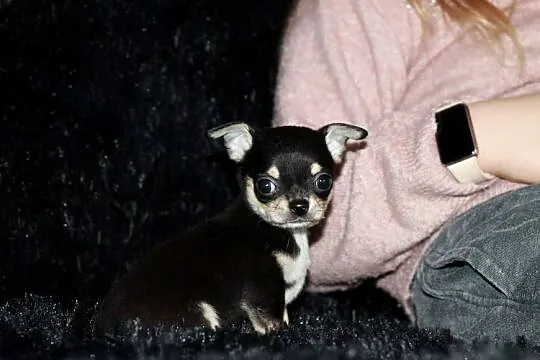 Chihuahua krótkowłosy chłopiec ZKwP FCI, Zachodniopomorskie, Świnoujście