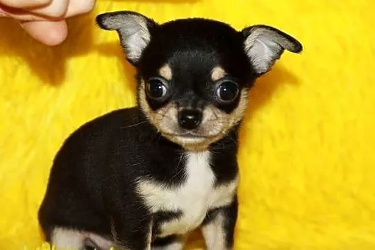 Chihuahua krótkowłosy chłopiec ZKwP FCI, Zachodniopomorskie, Świnoujście