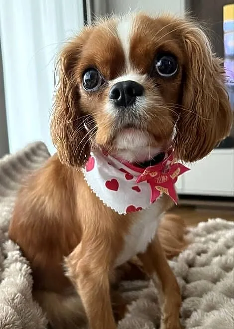 Cavalier ruby rodowód paszport suni, Pomorskie, Gdynia