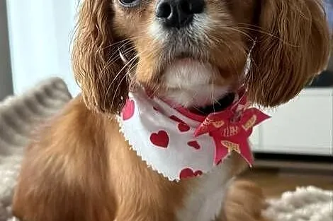 Cavalier ruby rodowód paszport suni, Pomorskie, Gdynia