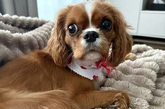 Cavalier ruby rodowód paszport suni, Pomorskie, Gdynia