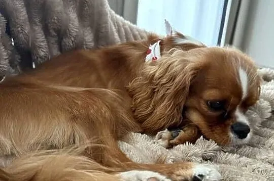 Cavalier ruby rodowód paszport suni, Pomorskie, Gdynia