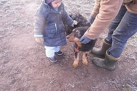 TOBI czyli super szorściak do adopcji