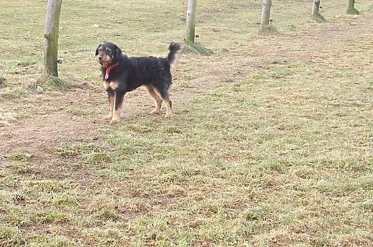 TOBI czyli super szorściak do adopcji