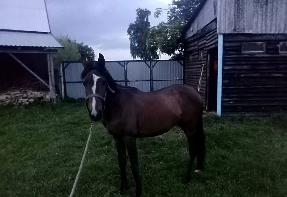 Klacz Angloarabska 2 lata, Świętokrzyskie, Piórków