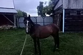 Klacz Angloarabska 2 lata